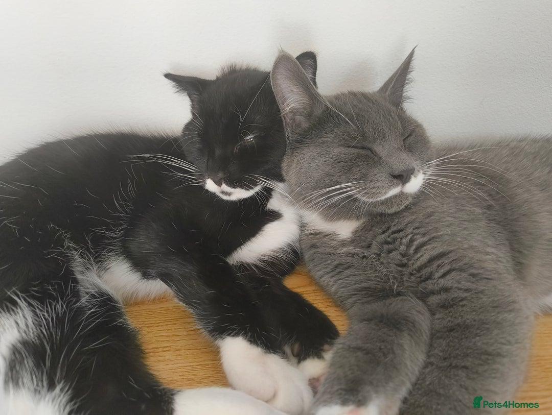 Scottish Fold cats for sale:  1 Tuxedo Scottish Fold Kitten Boy  in Manningtree - Image 26