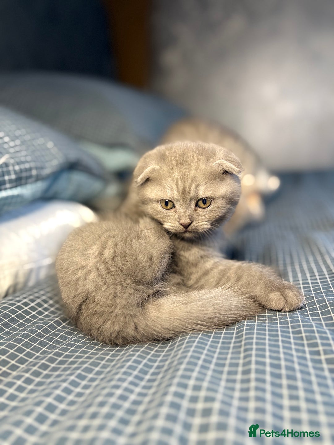 Scottish Fold cats for sale: Last Scottish Fold left - Advert 4