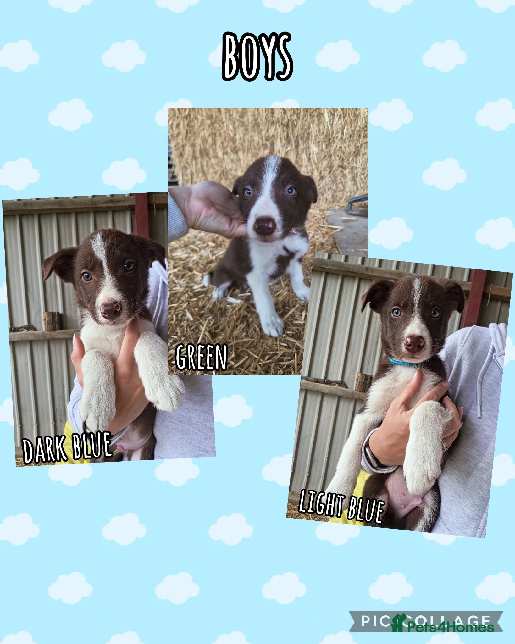 Border Collie dogs ISDS Registered Border Collie Puppies - Advert 3