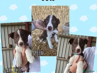 Border Collie dogs ISDS Registered Border Collie Puppies - Advert 3