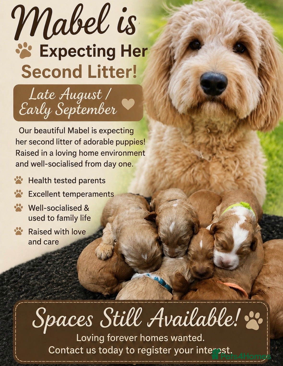 Australian Labradoodle dogs Multigen Australian Labradoodle - Advert 1