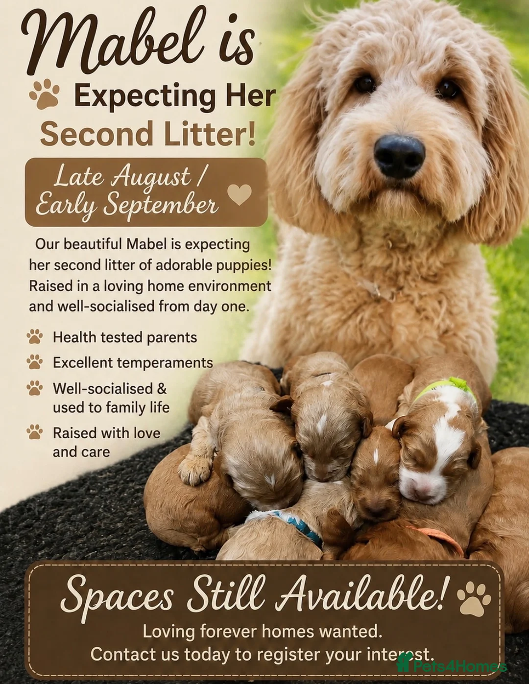 Australian Labradoodle dogs for sale: Multigen Australian Labradoodle - Advert 1