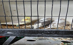 Cockatiels birds for sale: Young cockatiels for sale  - Image 1
