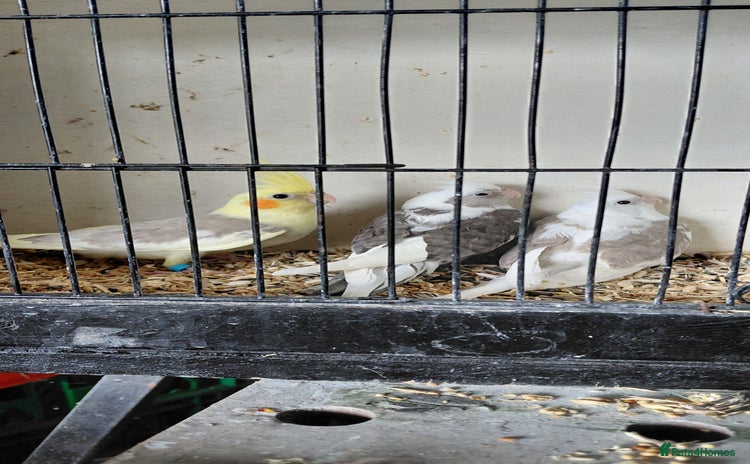 Cockatiels birds - Advert 6