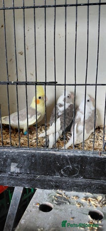 Cockatiels birds - Advert 7