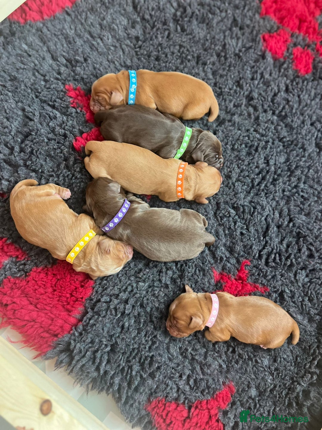 Cocker Spaniel dogs for sale: 🐶🐶🐶6 STUNNING WORKING COCKER SPANIELS🐶🐶🐶 - Image 12