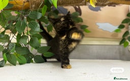 British Shorthair cats for sale: British Shorthair Kittens Looking for Loving Homes - Image 2