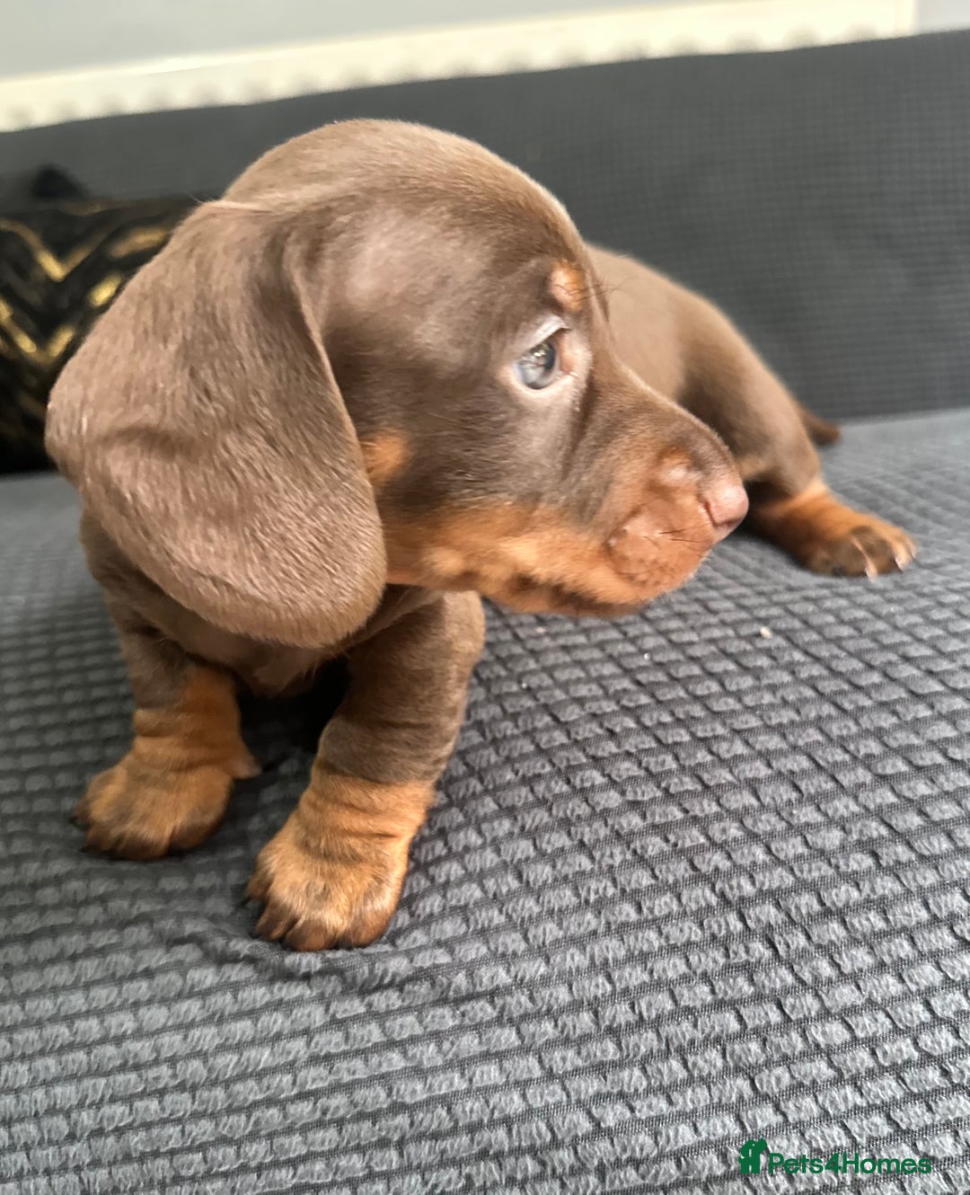 Dachshund dogs for sale: GORGEOUS DACHSHUNDS PUPPIES - Image 5