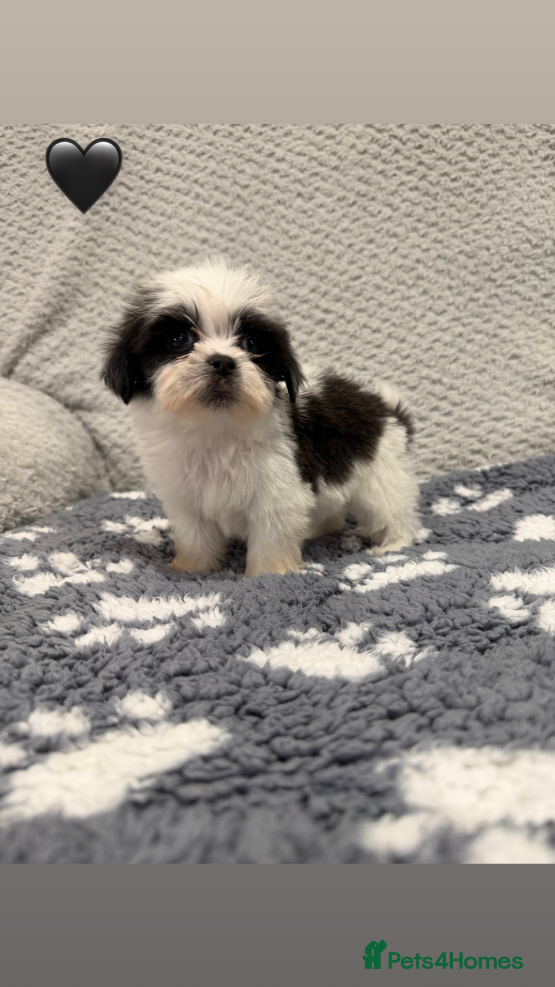Lhasa Apso dogs for sale: Lhasa apso puppies 🐶 - Advert 17