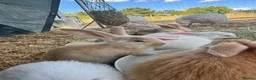 Continental Giant rabbits for sale: Middleton Meadows Giants - Advert 3