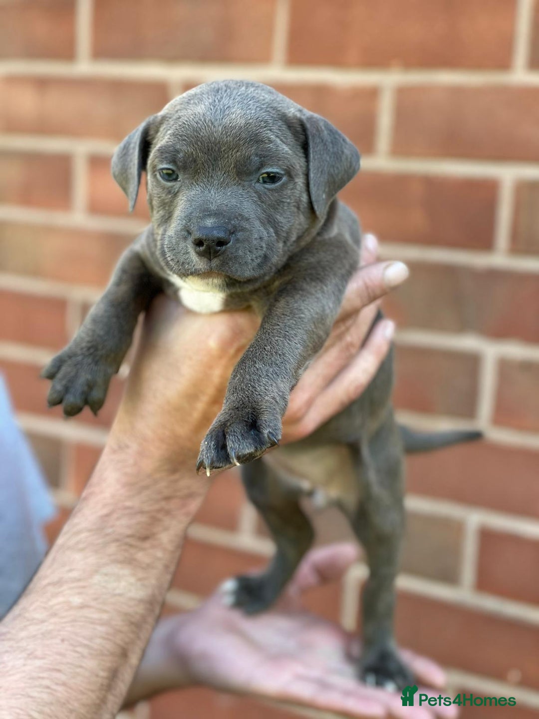 Staffordshire Bull Terrier dogs for sale: Stunning Staffordshire Bullterrier Puppies  - Image 4
