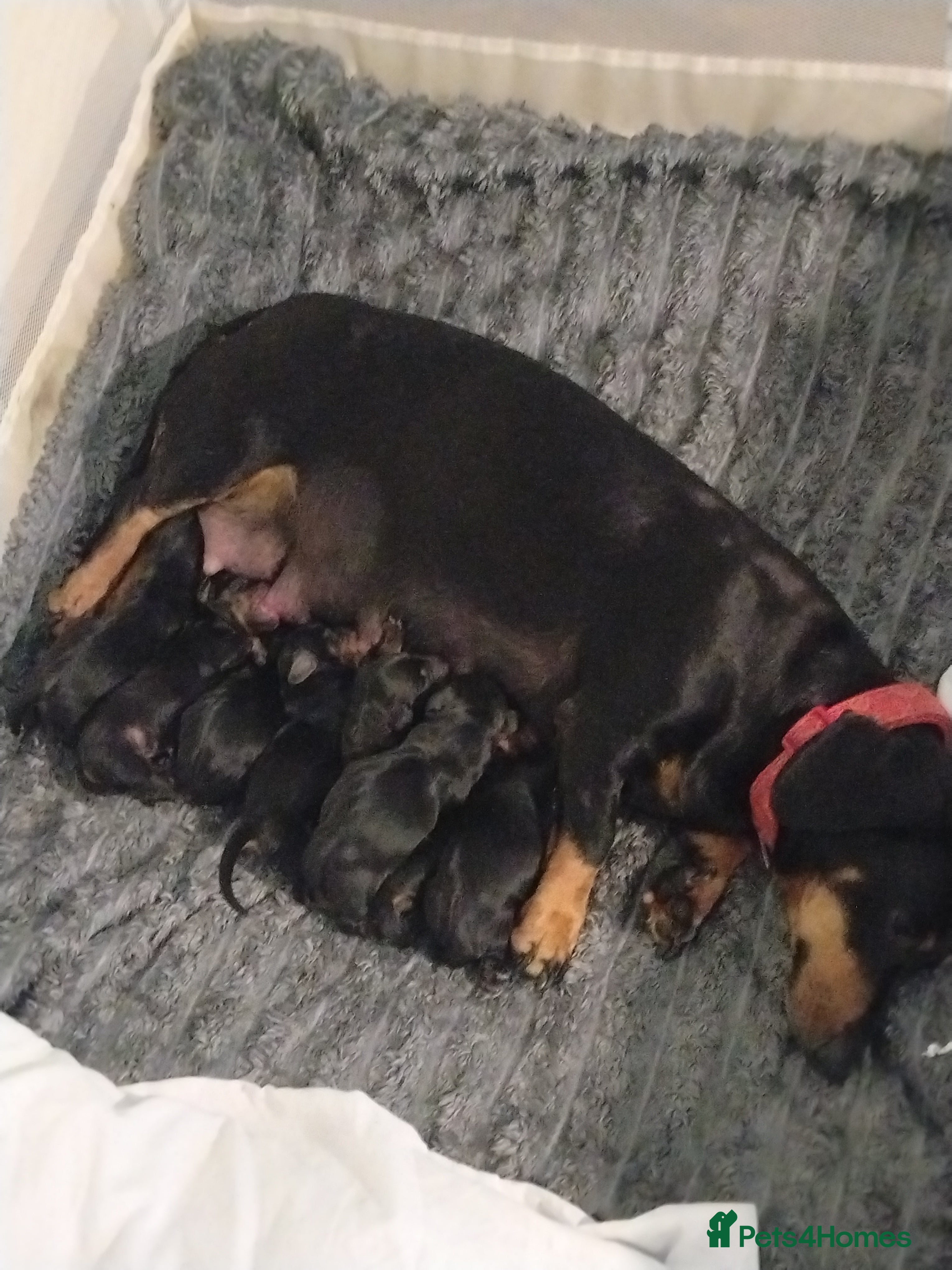 Dachshund dogs Stunning litter of dachshund puppies - Advert 2