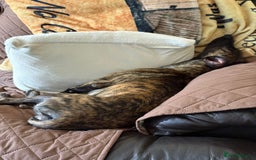 Mixed Breed dogs for sale: Poppy, Whippet x Lakeland terrier. Beautiful! - Image 7