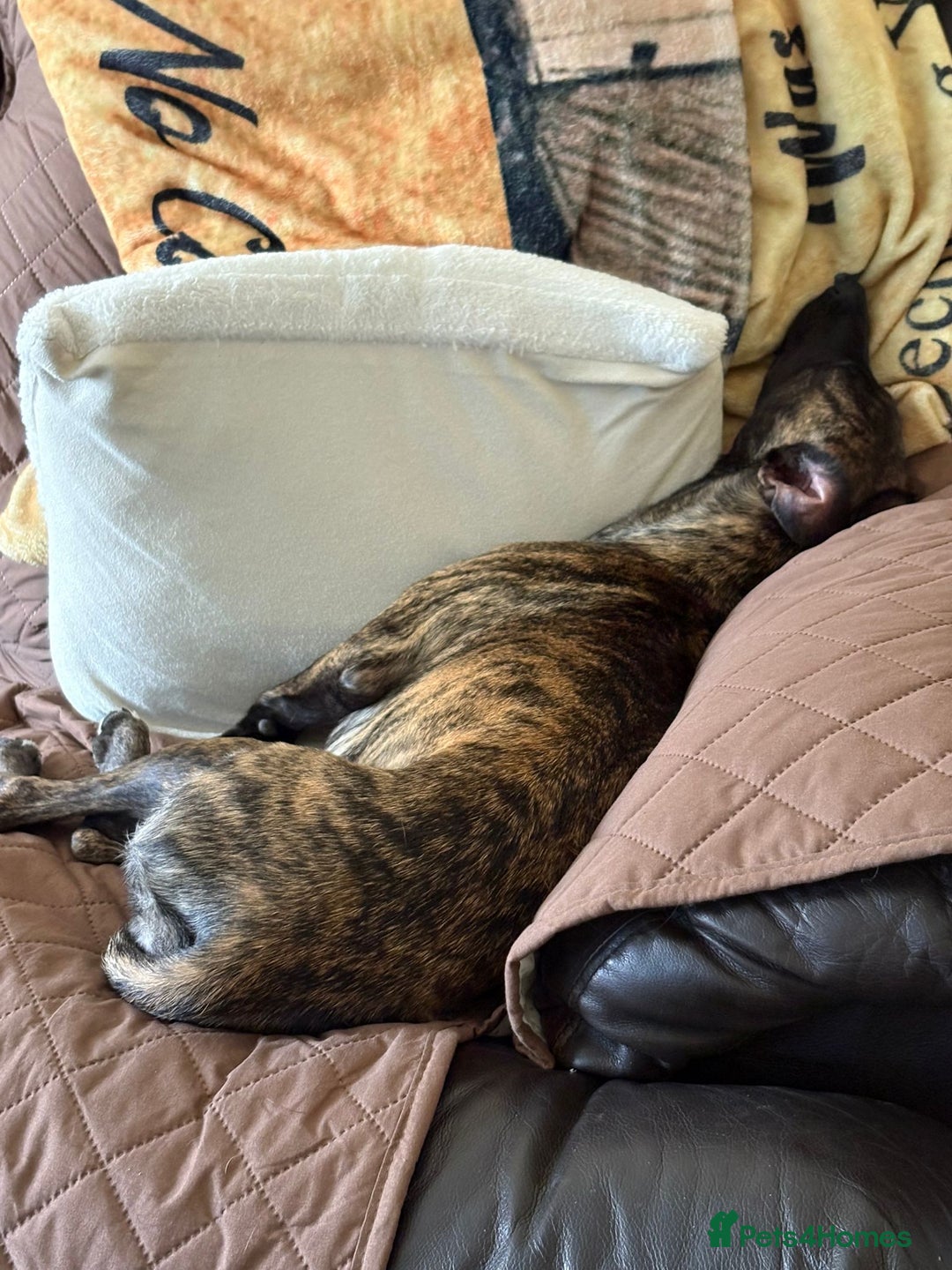 Mixed Breed dogs for sale: Poppy, Whippet x Lakeland terrier. Beautiful! - Image 7