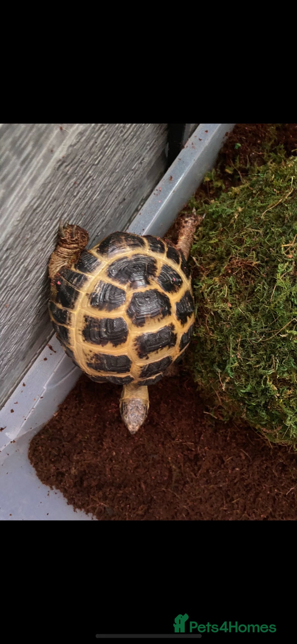 Tortoise reptiles Tilly and Toby  - Advert 16