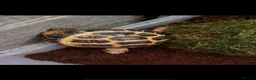 Tortoise reptiles for sale: Tilly and Toby  - Advert 1