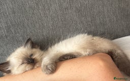 Ragdoll cats for sale: Full Ragdoll Kittens - Both Parents are Pedigree - Image 1