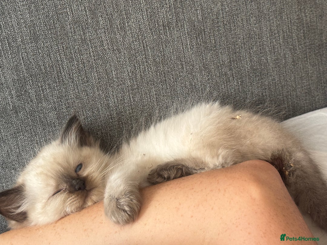 Ragdoll cats for sale: Full Ragdoll Kittens - Both Parents are Pedigree - Image 1