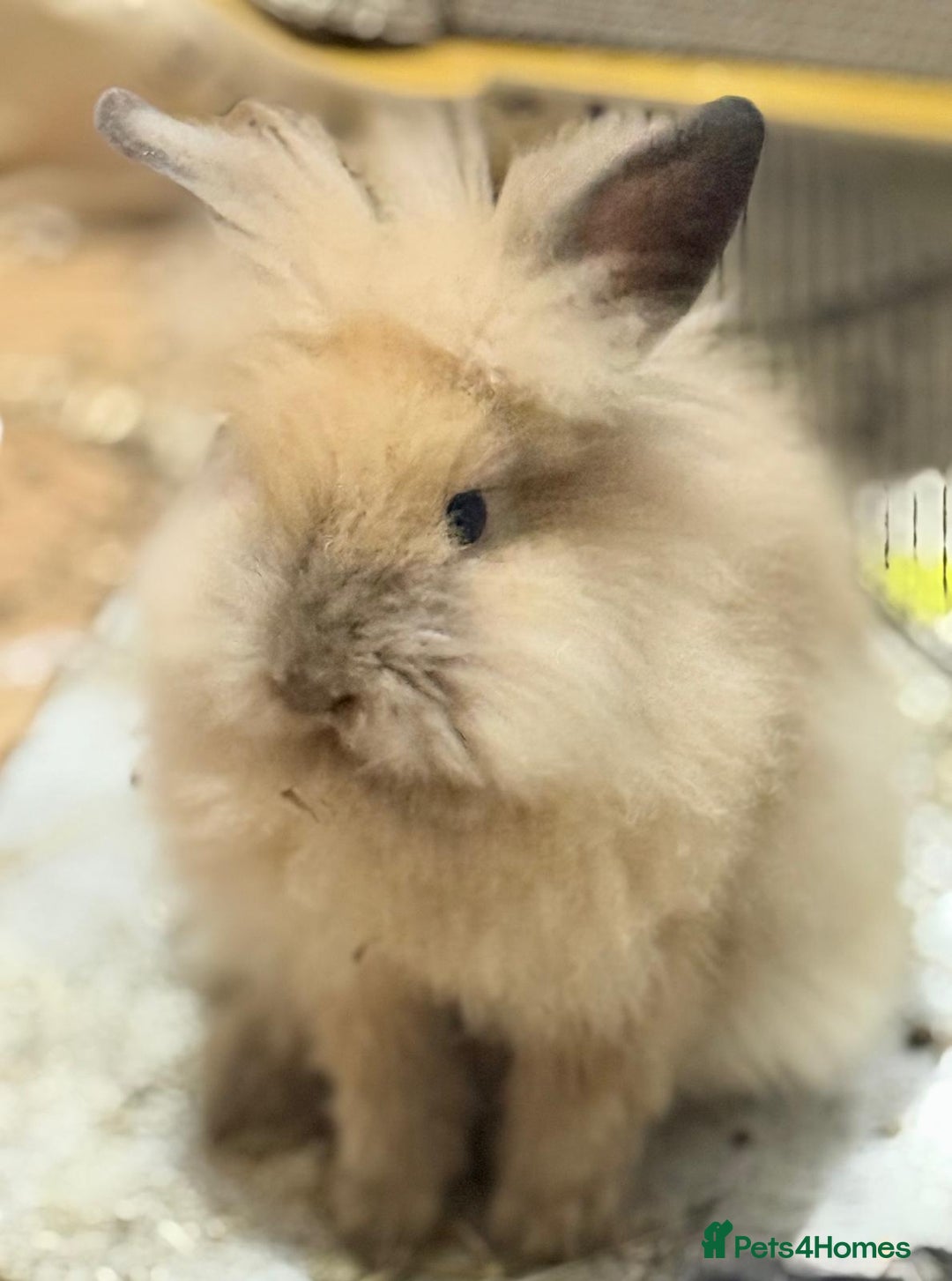 Lionhead rabbits for sale: Male and female lion head - Image 5