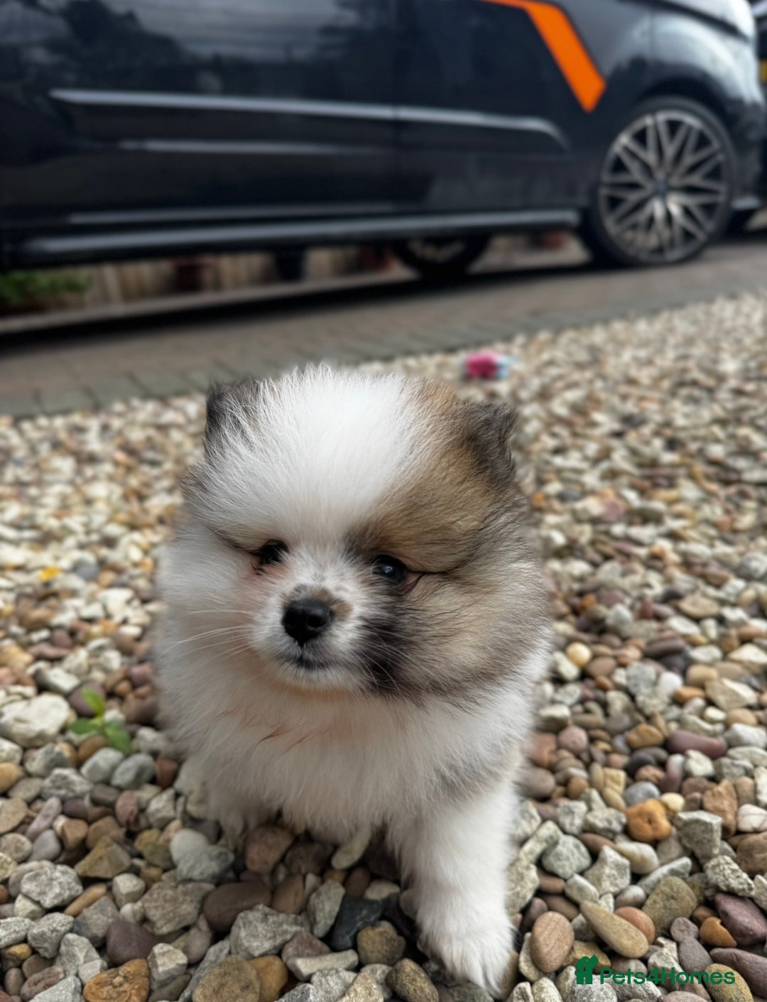 Pomeranian dogs for sale: 1 BOY 1 GIRL POMERANIAN PUPPIES AVAILABLE  - Image 22