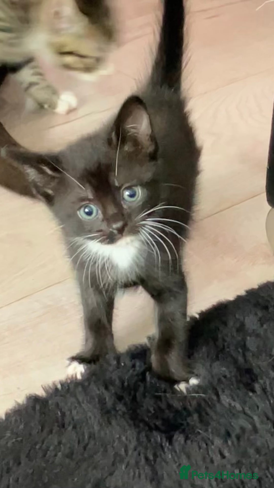 Russian Blue cats for sale: Beautiful little female kitty  - Image 5
