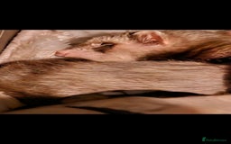 Ferret rodents for sale: Female ferret for a good home - Image 3