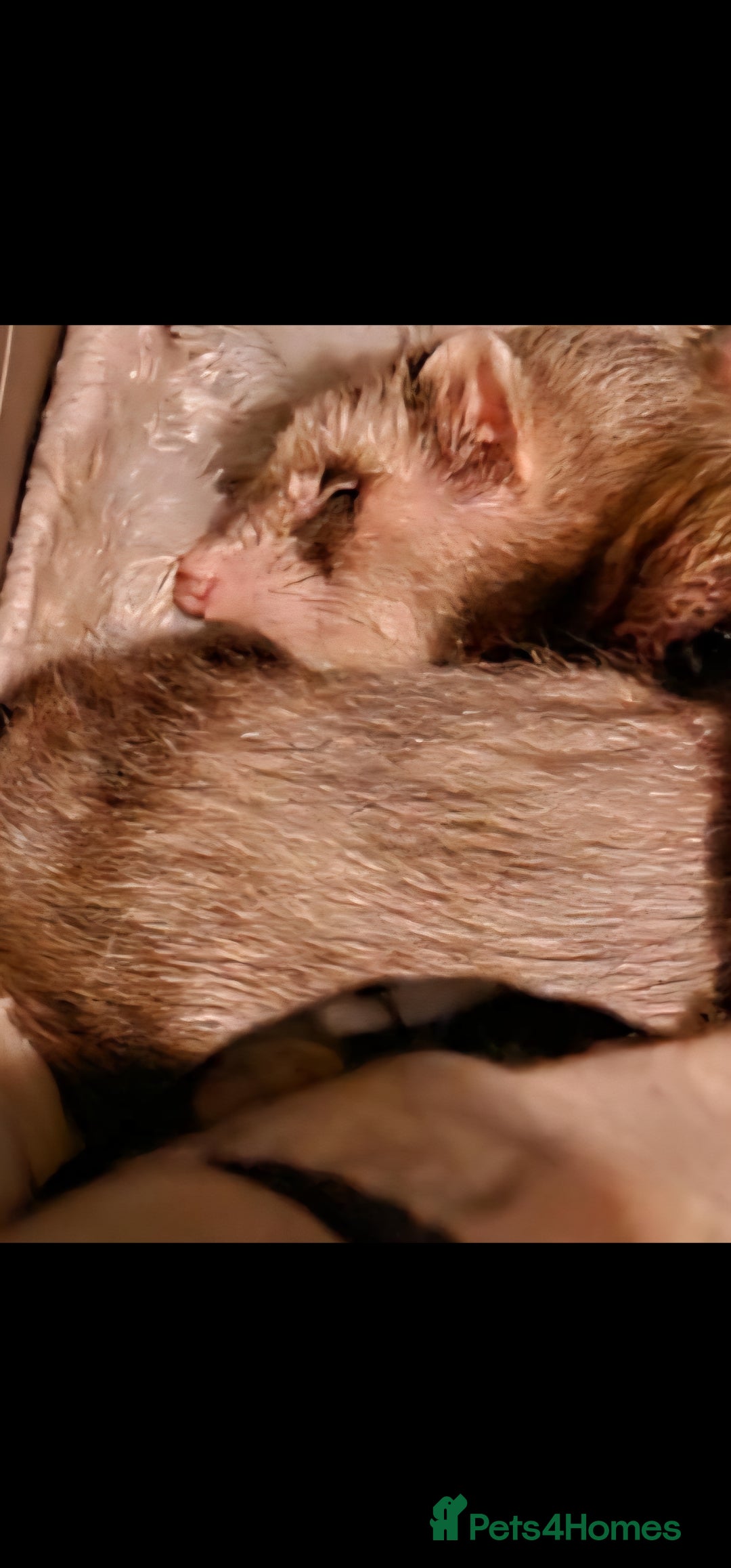 Ferret rodents for sale: Female ferret for a good home - Image 3