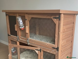 Mini Lop rabbits - Advert 32