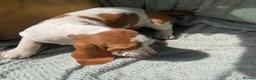 Basset Hound dogs for sale: Beautiful Basset Hound Puppies - Advert 10