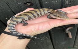 Skink reptiles for sale: Baby Blue Tongue Skinks - Image 1