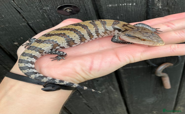 Skink reptiles - Advert 2