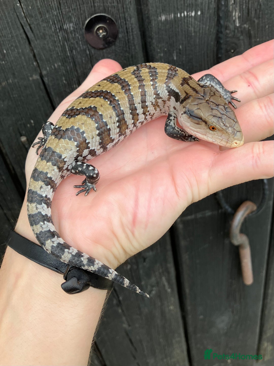 Skink reptiles for sale: Baby Blue Tongue Skinks - Image 1
