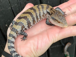 Skink reptiles - Advert 1