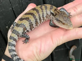 Skink reptiles Baby Blue Tongue Skinks - Advert 9