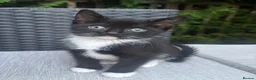 Mixed Breed cats for sale: FEMALE KITTEN AVAILABLE  - Advert 1
