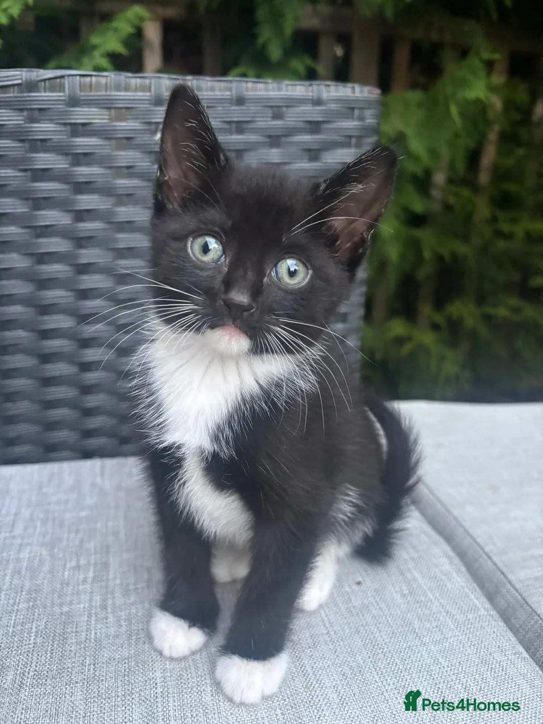 Mixed Breed cats for sale: FEMALE KITTEN AVAILABLE  - Advert 1