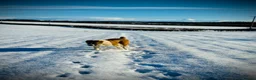Central Asian Shepherd dogs for sale: Female central asian  - Advert 5