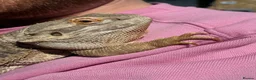 Bearded Dragon reptiles for sale: 3 year old Bearded Dragon with Vivarium included in Derby - Advert 14