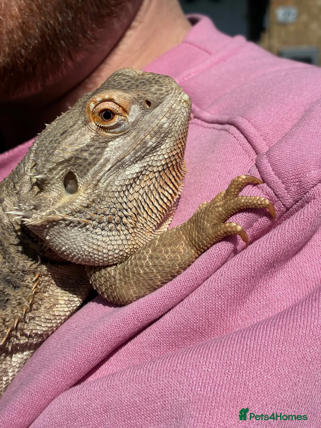 Bearded Dragon reptiles for sale: 3 year old Bearded Dragon with Vivarium included in Derby - Advert 14