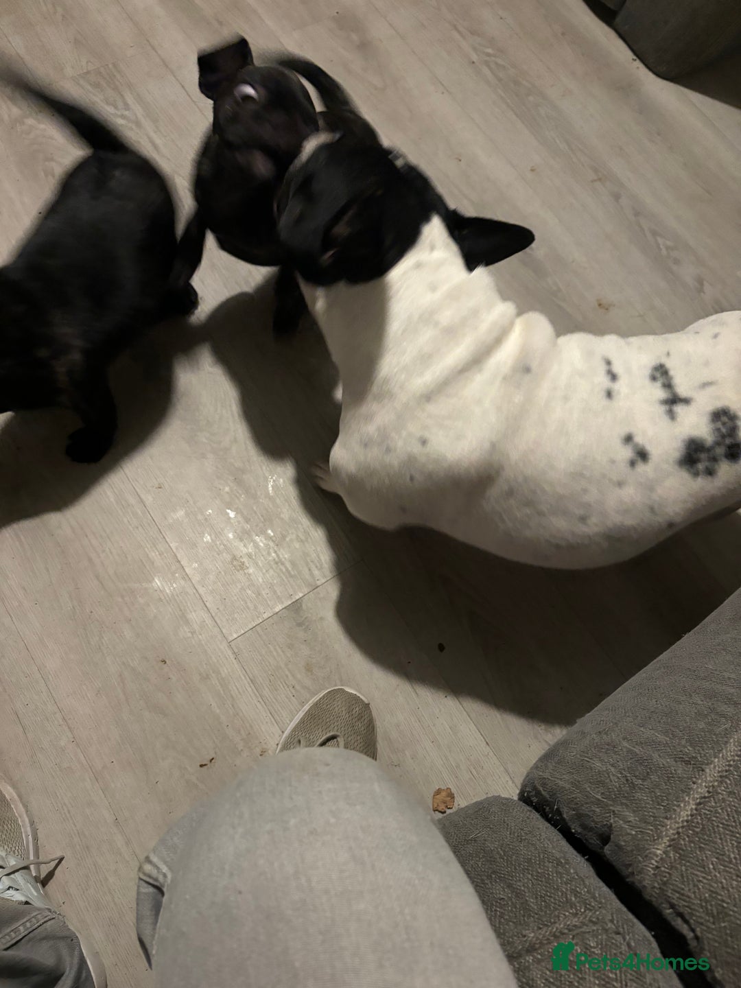 Frug dogs for sale: 4 Male Frugs, Available now! - Image 10