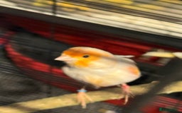 Canaries birds for sale: Male & female cannery for sale  - Image 4
