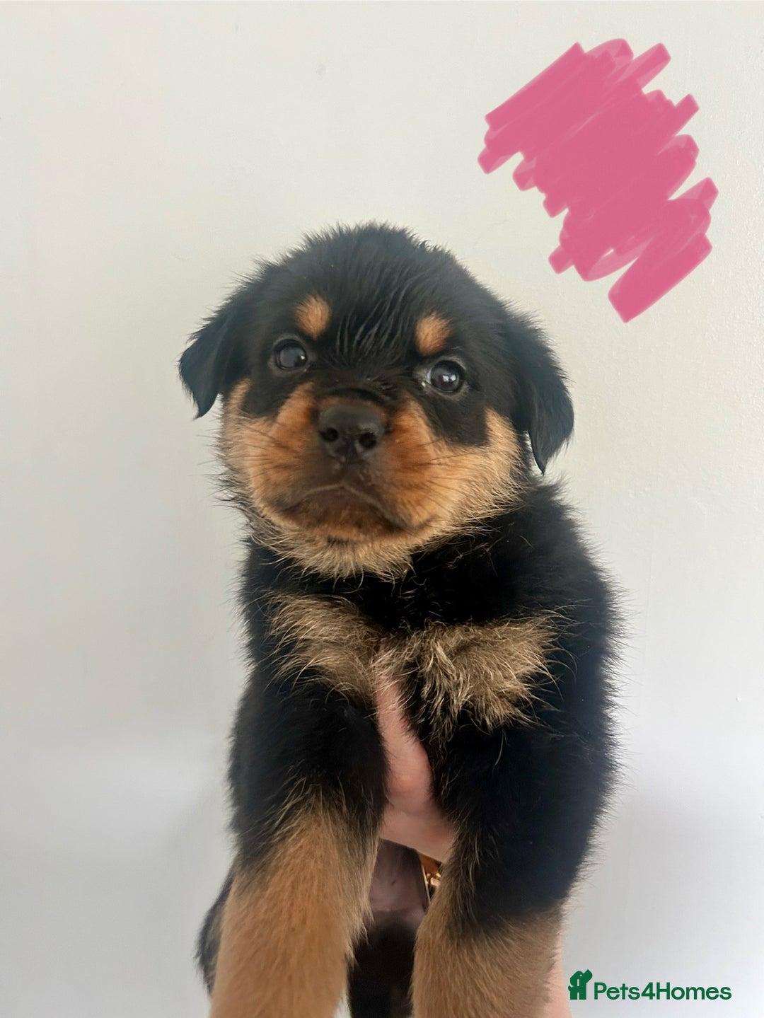 Rottweiler puppies- GIRL LEFT! for sale in Strathpeffer