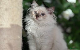 Ragdoll cats for sale: TICA, DNA tested, 5 gen pedigree  - Image 22