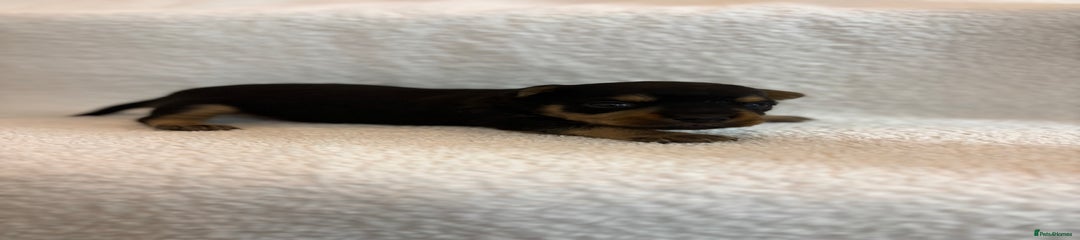 Yorkshire Terrier Puppy 2