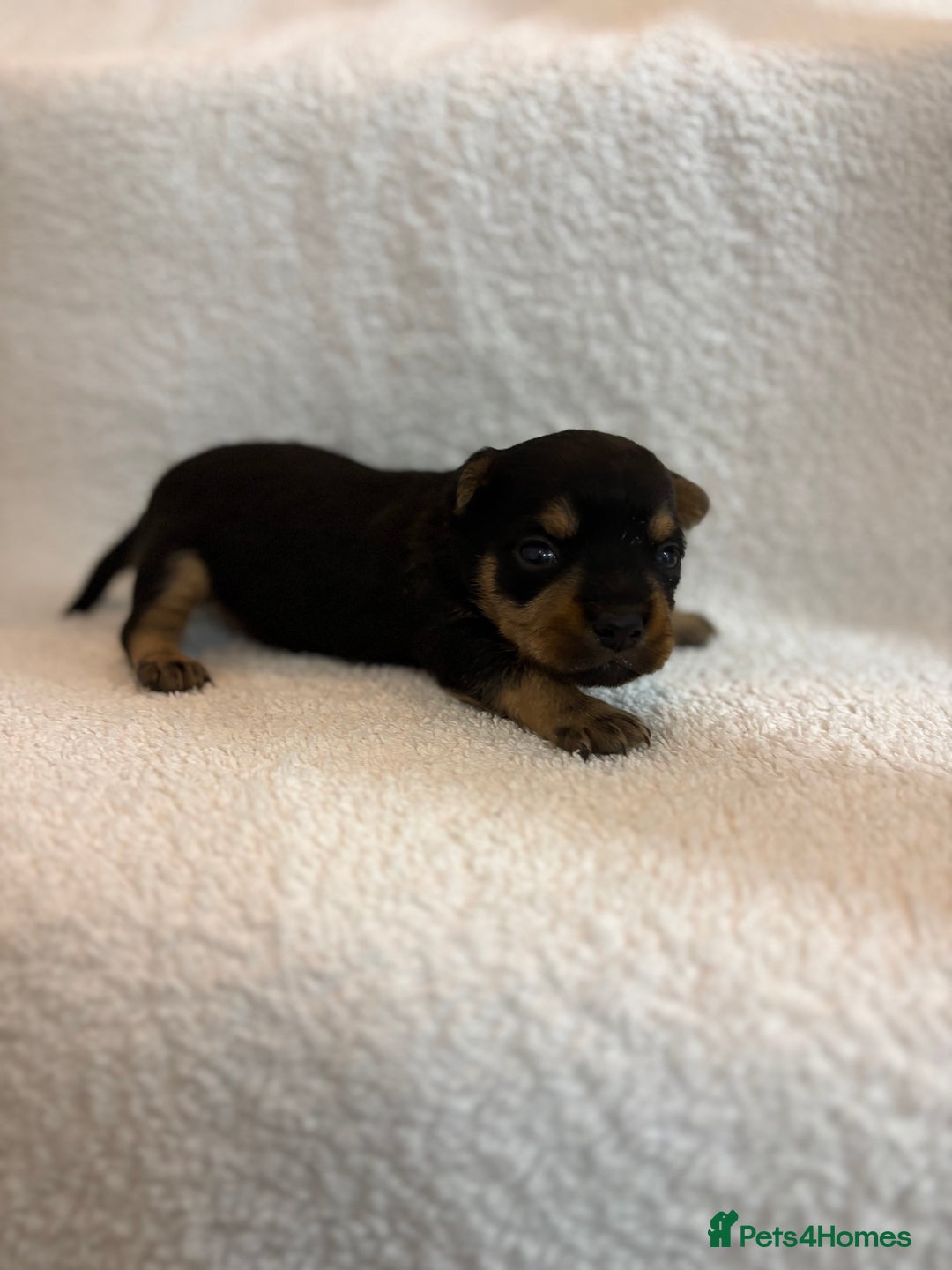 Yorkshire Terrier dogs for sale: Yorkshire terrier, terrier cross puppies - Advert 3