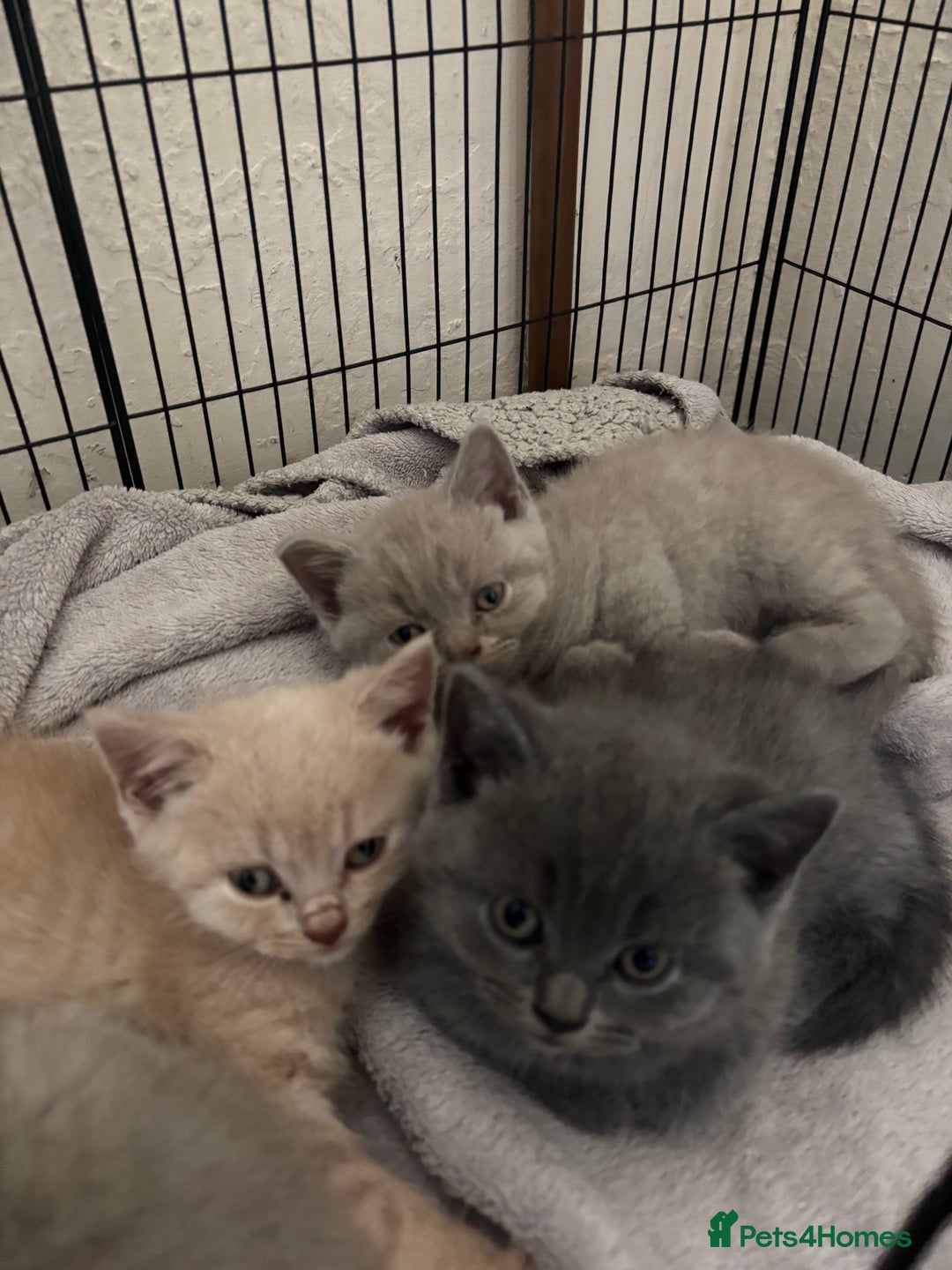 British Shorthair cats for sale: Rainbow litter 🤩🤩💕💕🌈🌈 - Image 13