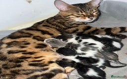 Bengal cats for sale: RUSSIAN BLUE BENGLES - Image 22
