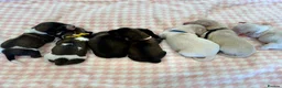 Miniature Dachshund dogs for sale: 7 Stunning Longhaired Cream KC Mini Dachshunds - Advert 9