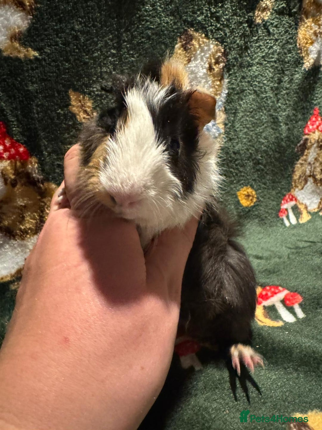 Guinea Pig rodents for sale: Baby Male Guinea pigs  - Image 3