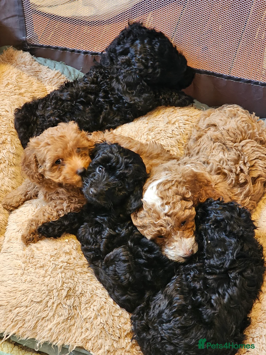 Cockapoo dogs for sale: Cockerpoo F1b Pups for sale (Ready to be rehomed) - Advert 27